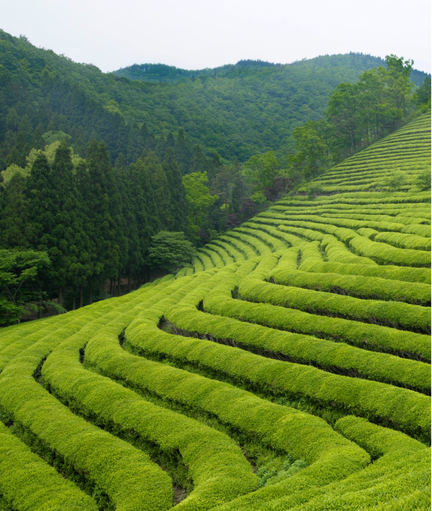 Tea terraces in Taiwan